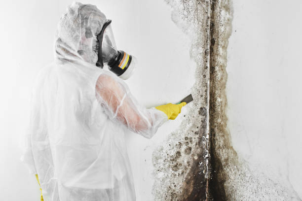 Home Mold Removal in Buzzards Bay, MA