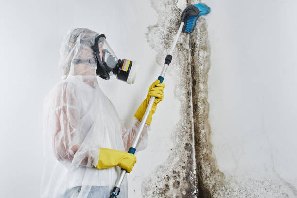 Best Local Mold Removal Service  in Buzzards Bay, MA