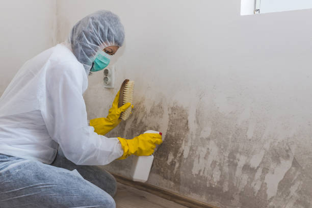 Best Mold Testing  in Buzzards Bay, MA