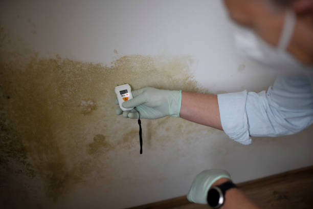 Best Home Mold Removal  in Buzzards Bay, MA