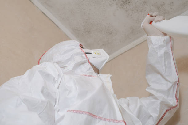 Best Mold Removal and Inspection  in Buzzards Bay, MA