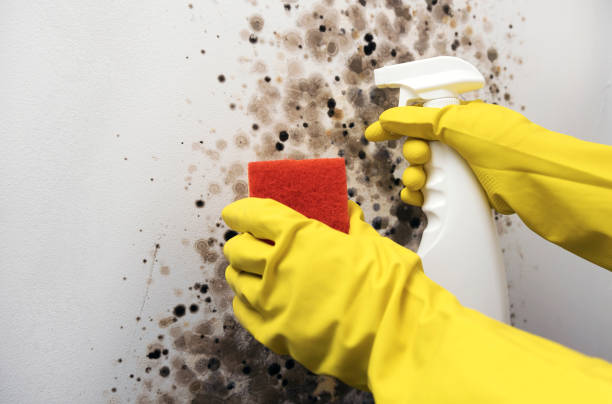 Best Attic Mold Removal  in Buzzards Bay, MA