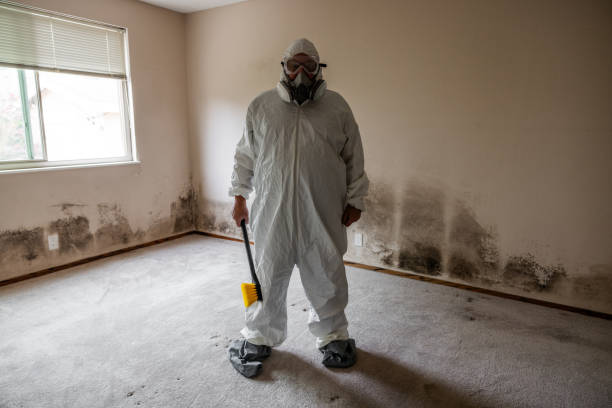Best Toxic Mold Removal  in Buzzards Bay, MA
