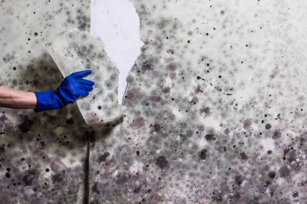 Best Mold Cleaning Services  in Buzzards Bay, MA