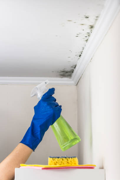 Mold Removal Process in Buzzards Bay, MA