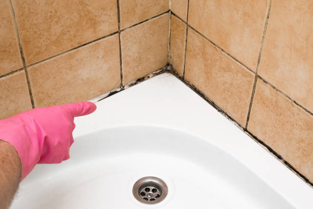 Mold Removal and Inspection in Buzzards Bay, MA